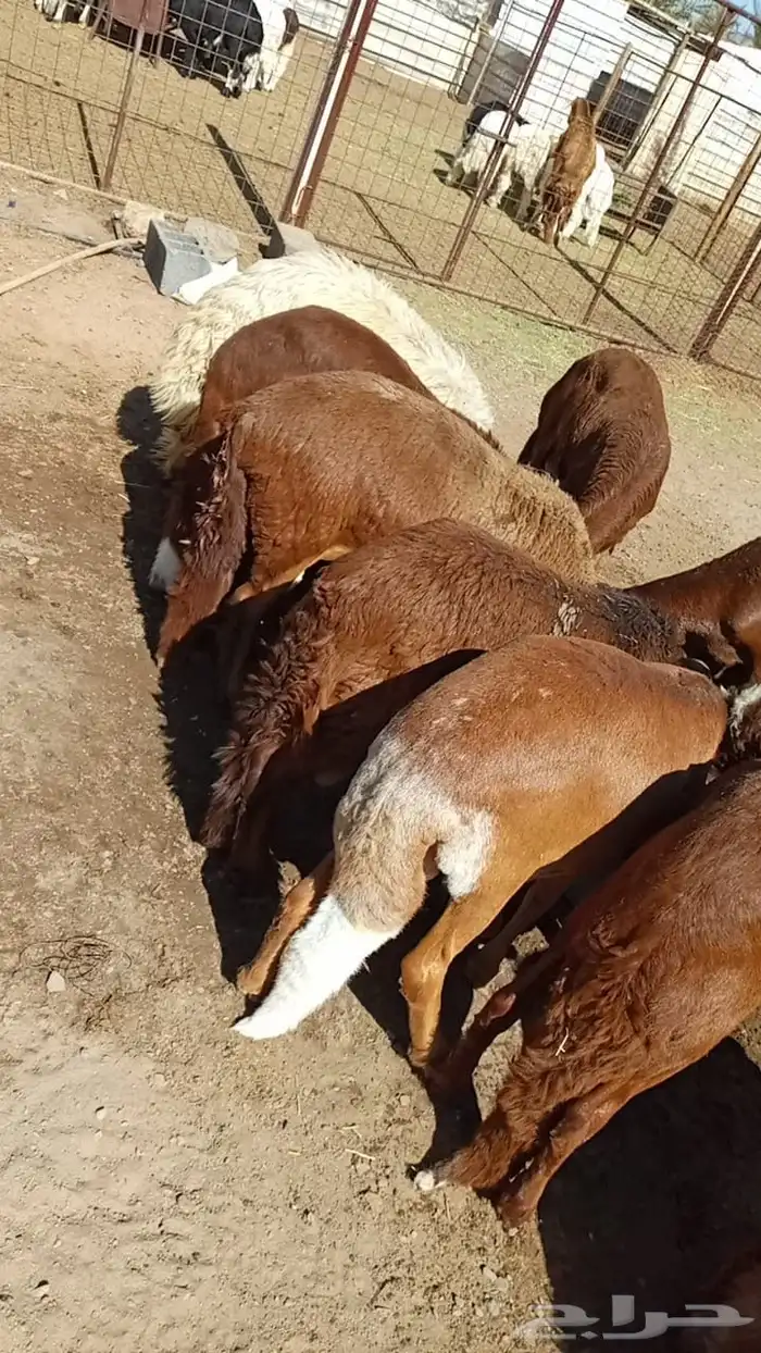 طليان وتيوس ذبايح للمناسبات والثلاجات 16