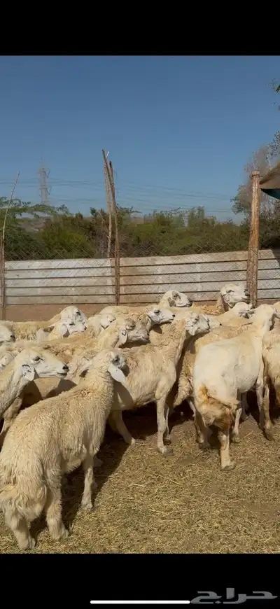 تم البيع 3