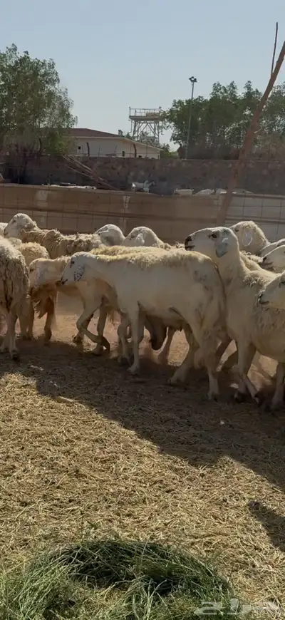تم البيع 0