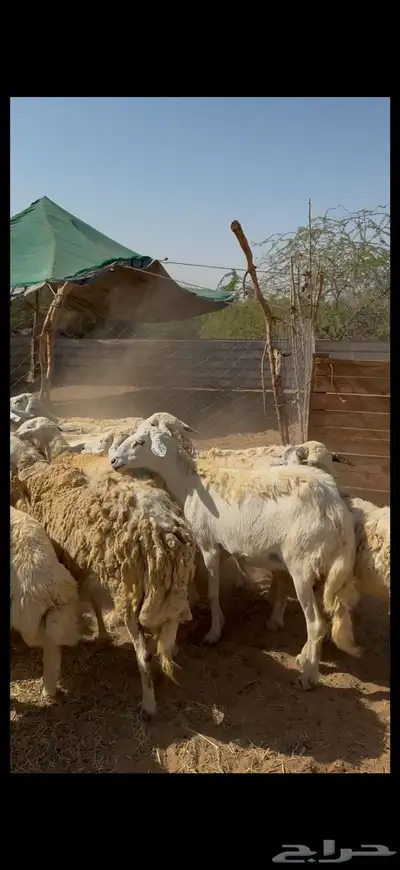 تم البيع 5