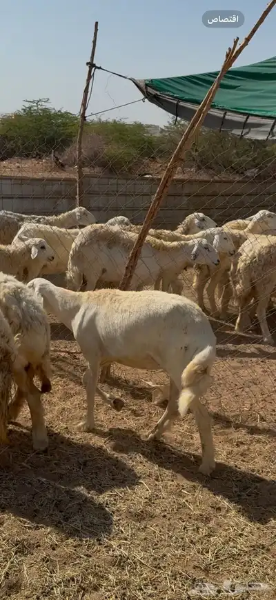 تم البيع 1