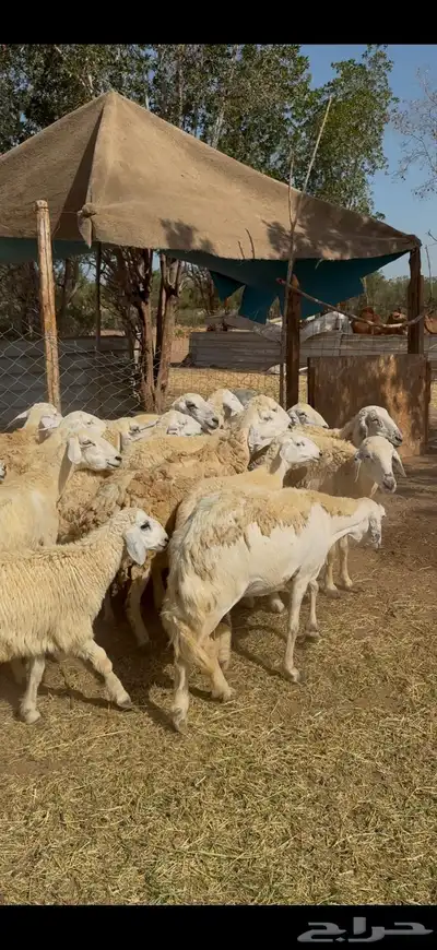 تم البيع 4