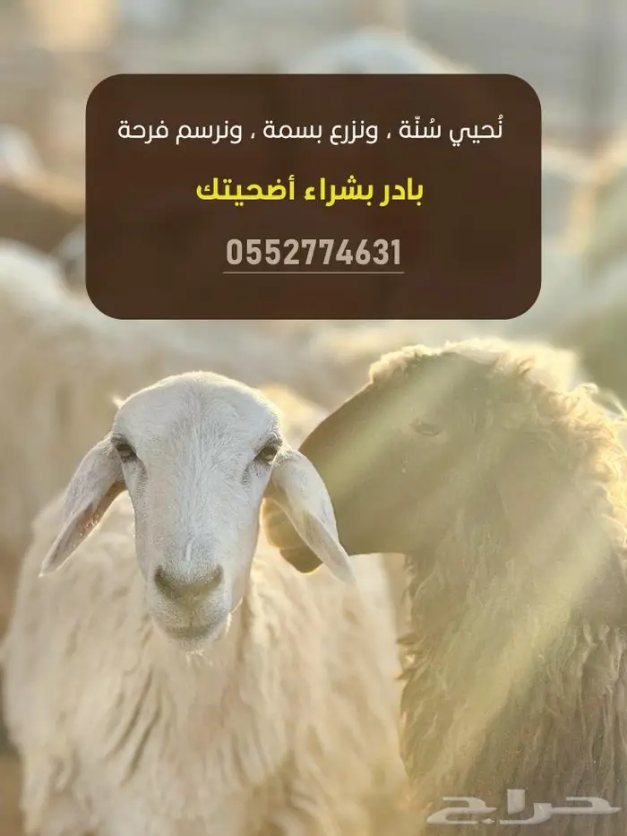 طليان اضاحي 0