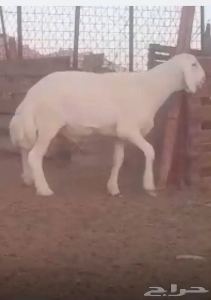 مشروع حري صنف كايف 5