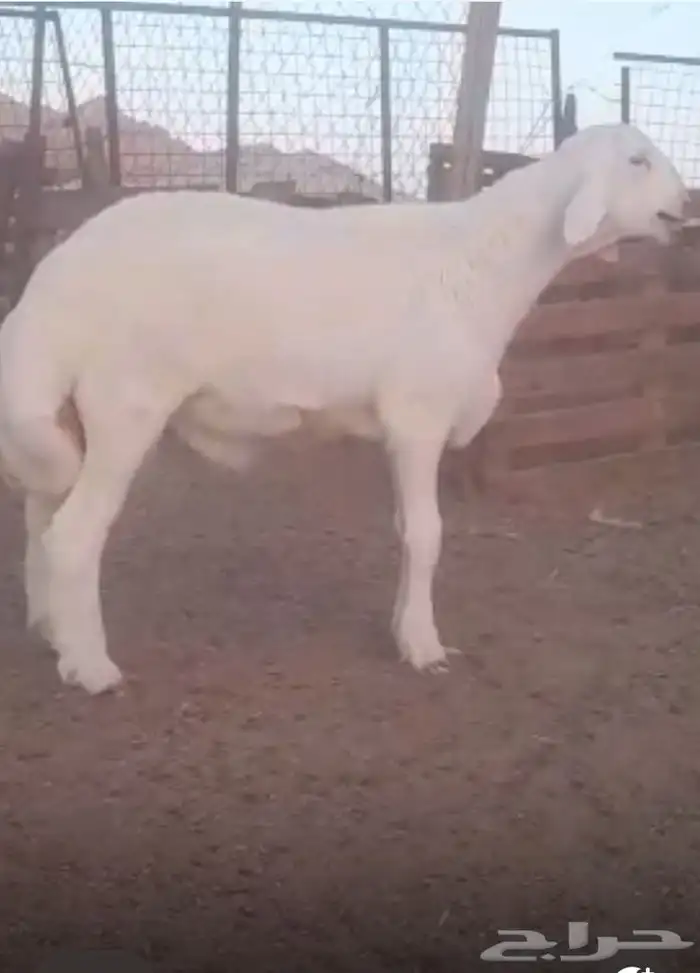 مشروع حري صنف كايف 0