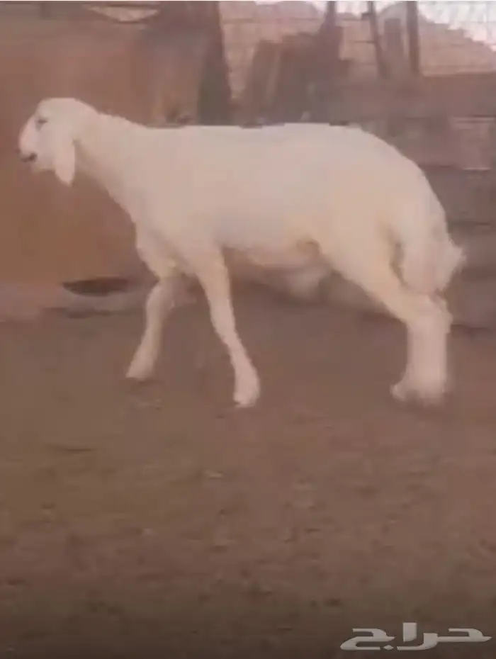 مشروع حري صنف كايف 1