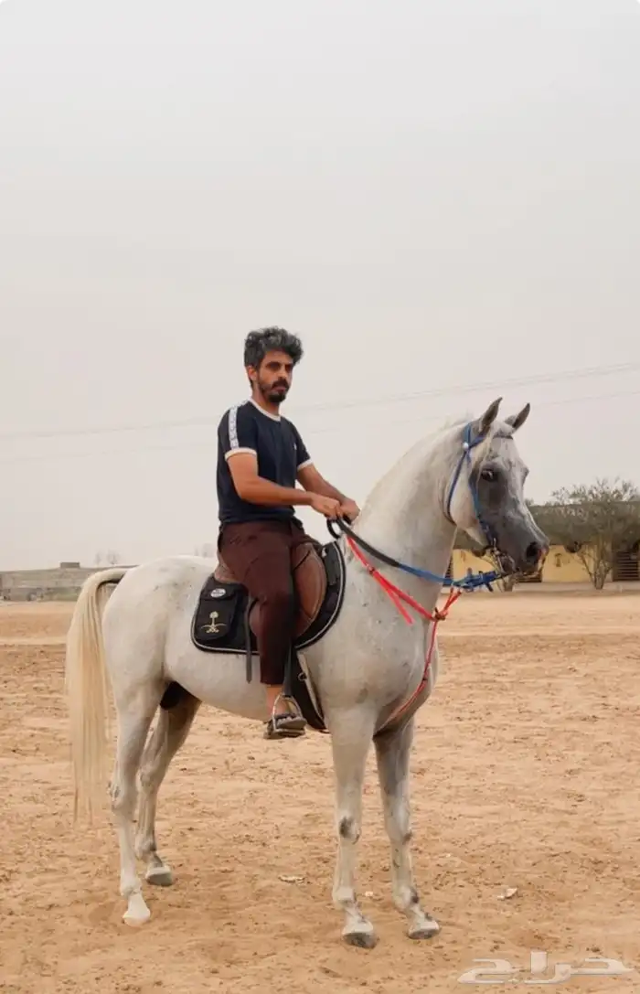 حصان فحل جمال 1