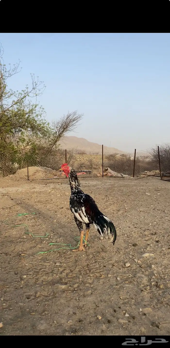 طقم سندي   تم البيع 0
