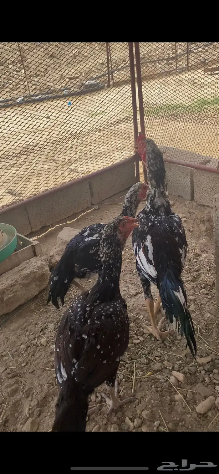 طقم سندي   تم البيع 3