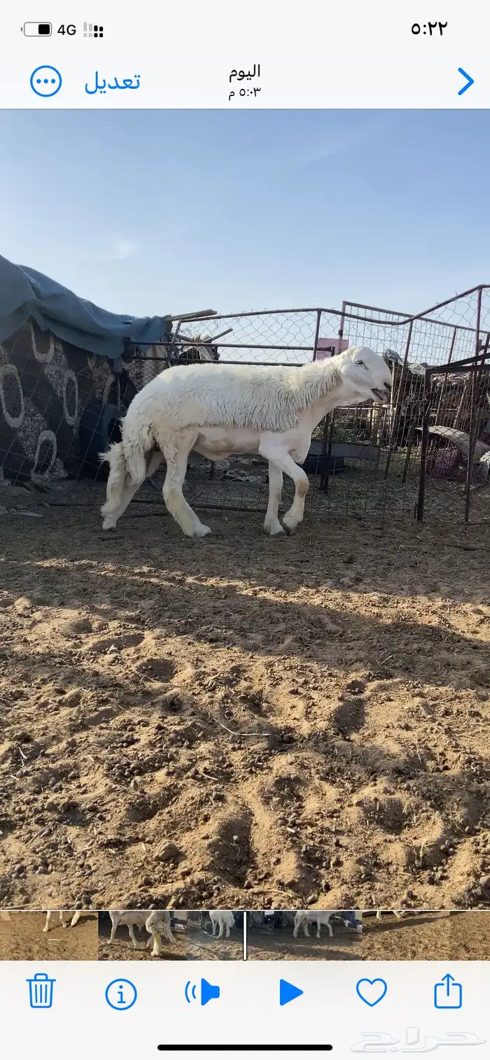 مشروع فحل حري 4