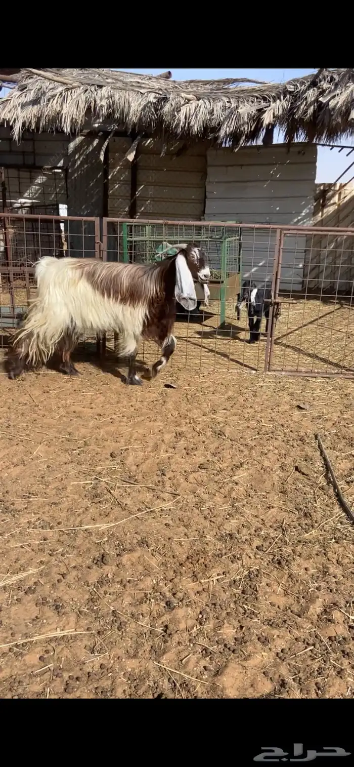 عنز مشروكه حليب تم البيع 2