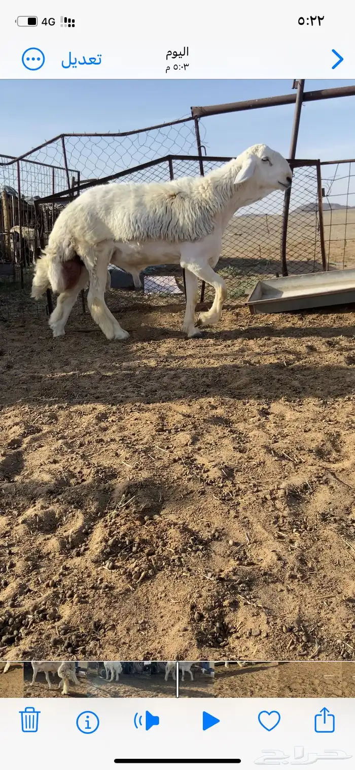 مشروع فحل حري 3