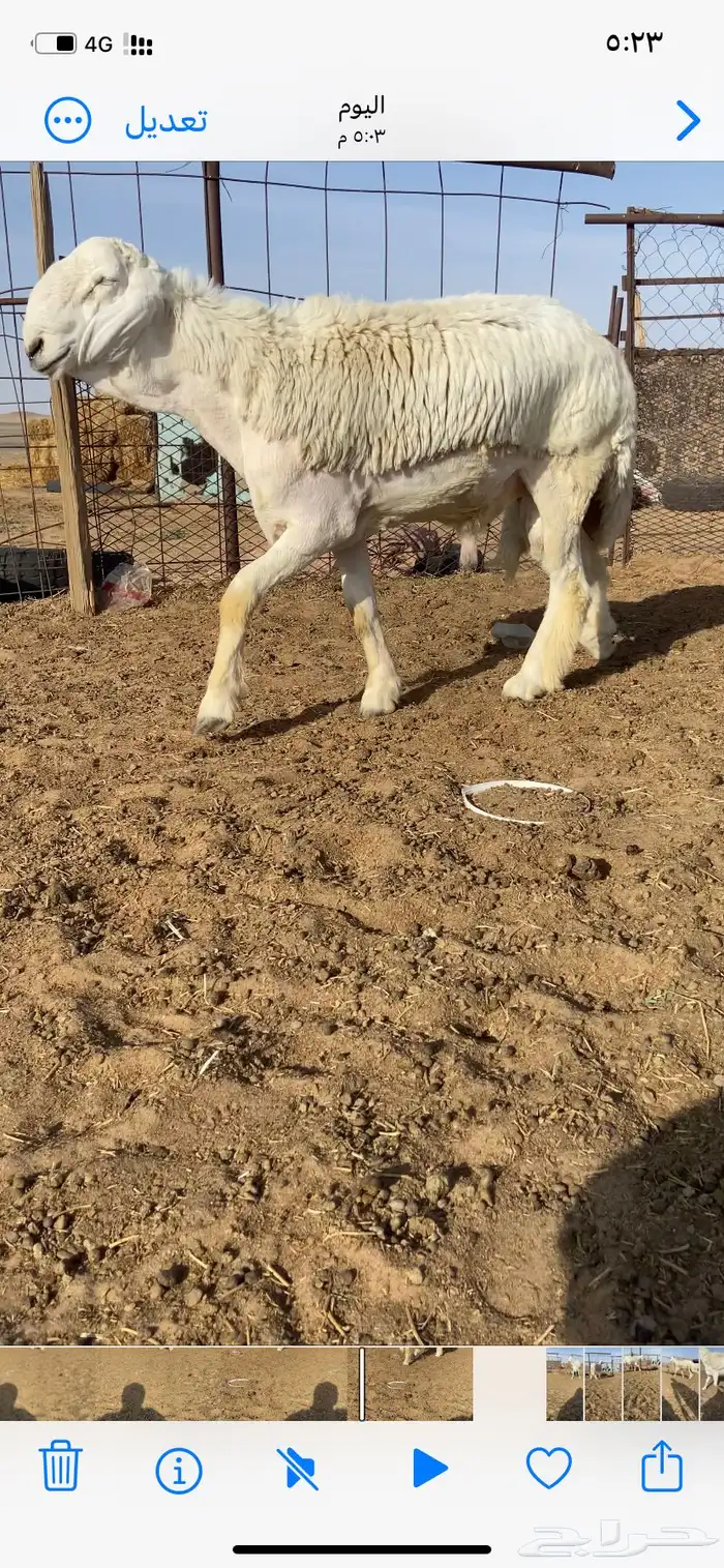 مشروع فحل حري 0