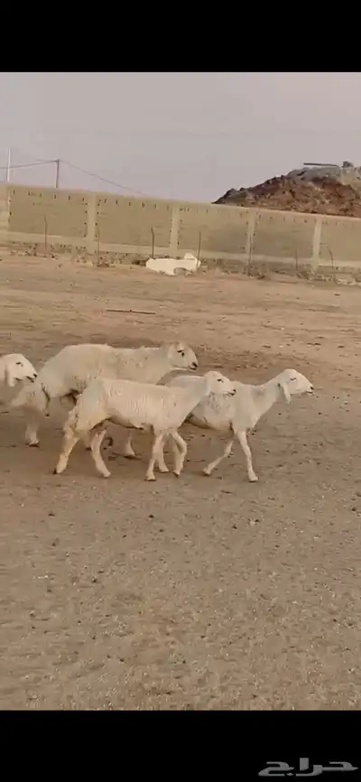 غنم ظان صنف 0