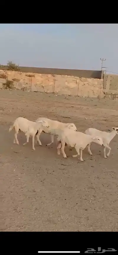 غنم ظان صنف 2