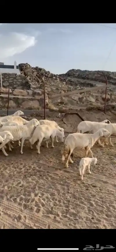 غنم ظان صنف 1