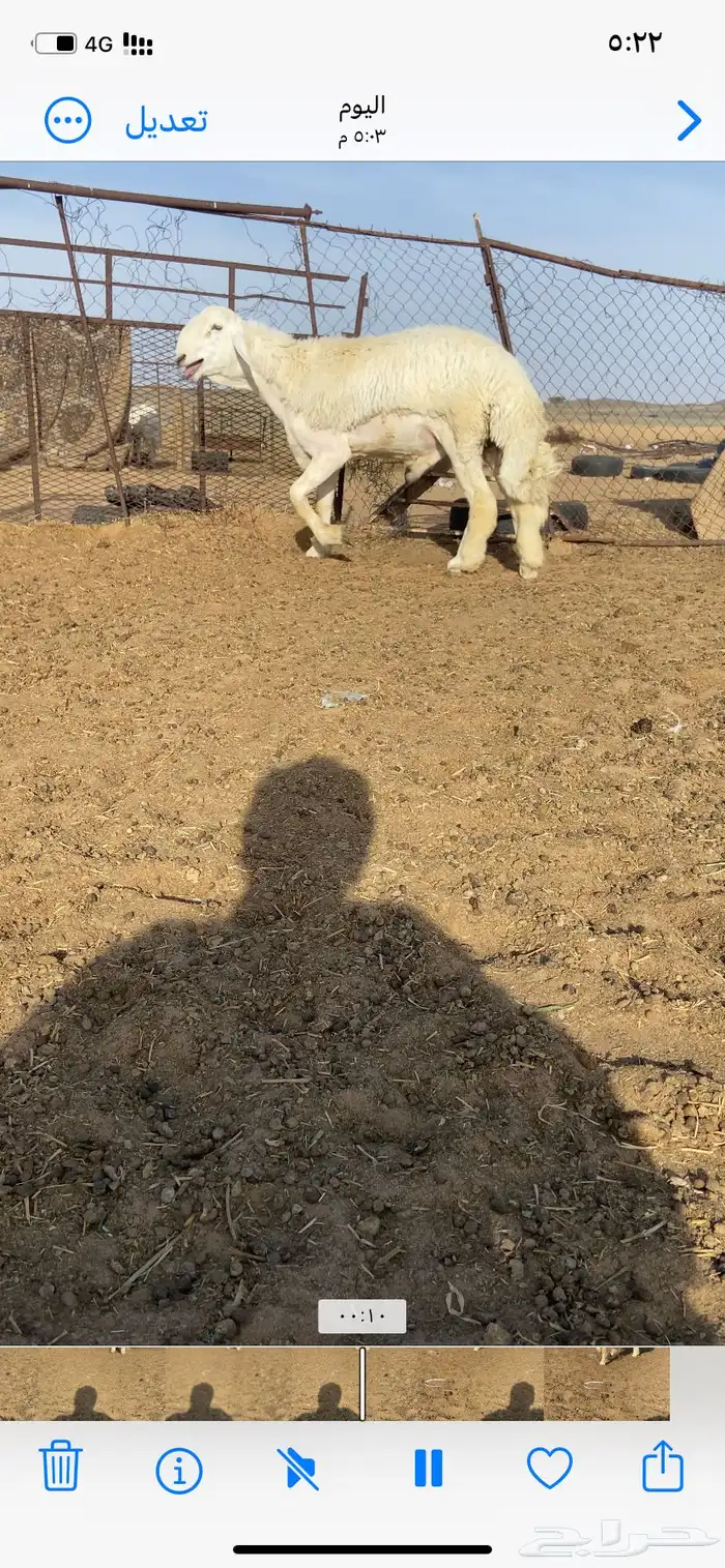 مشروع فحل حري 1