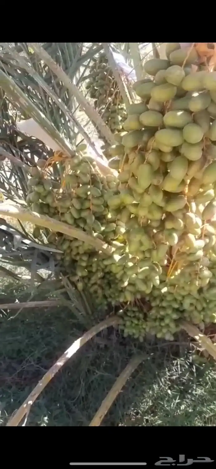 صيف مزرعة لبيع 17