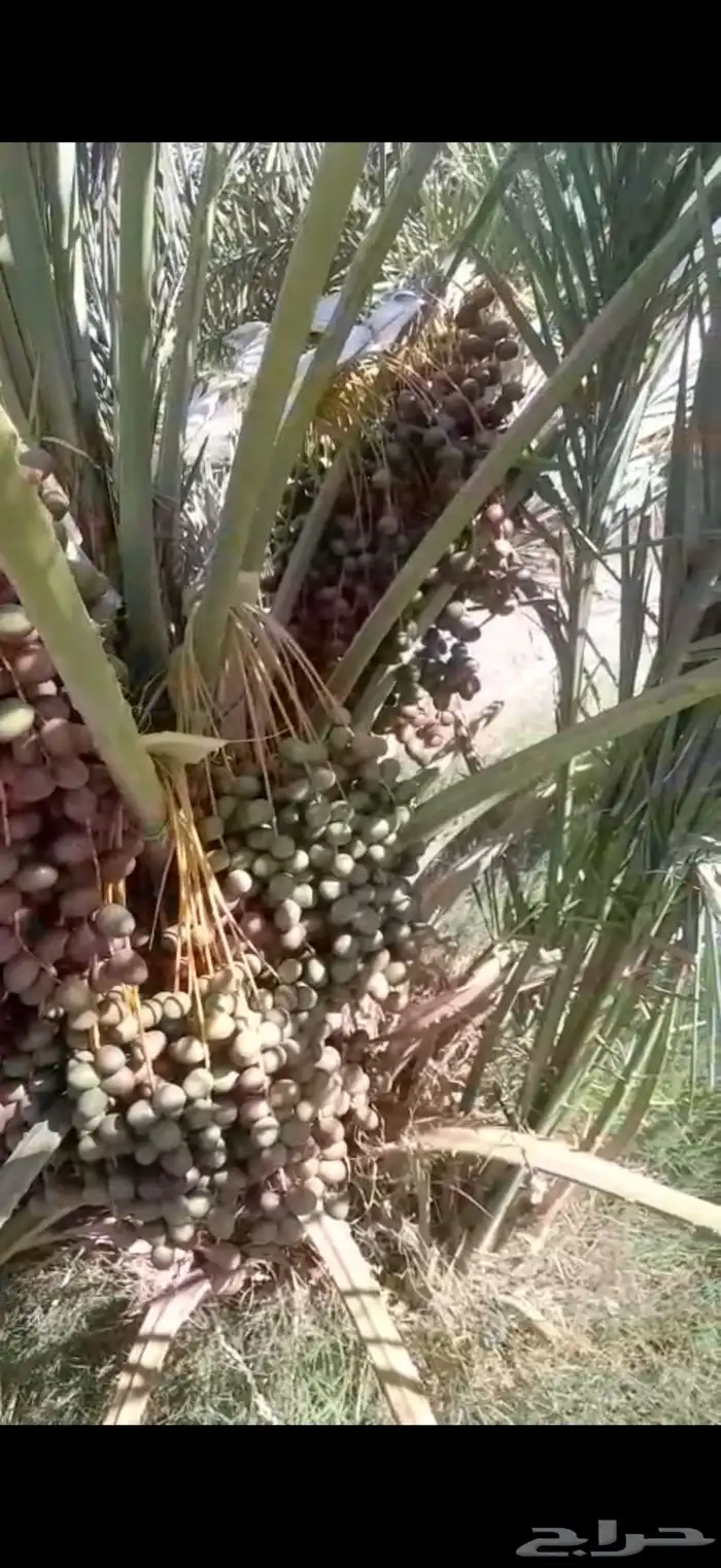 صيف مزرعة لبيع 19