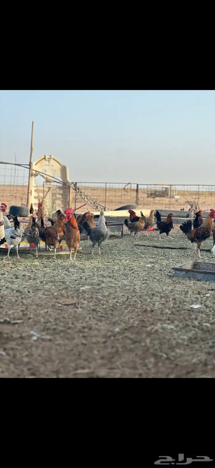 دجاج بلدي 8