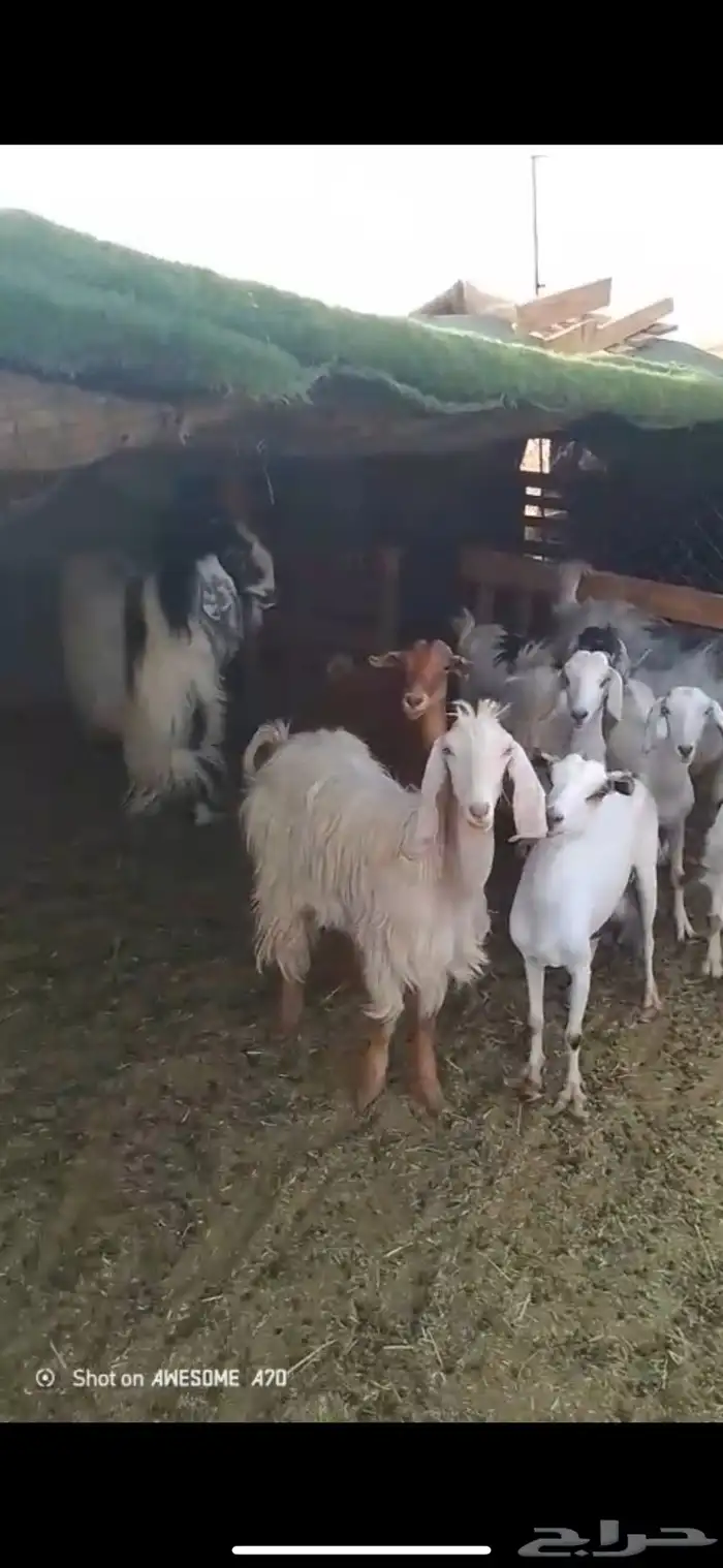 غنم للبيع 0