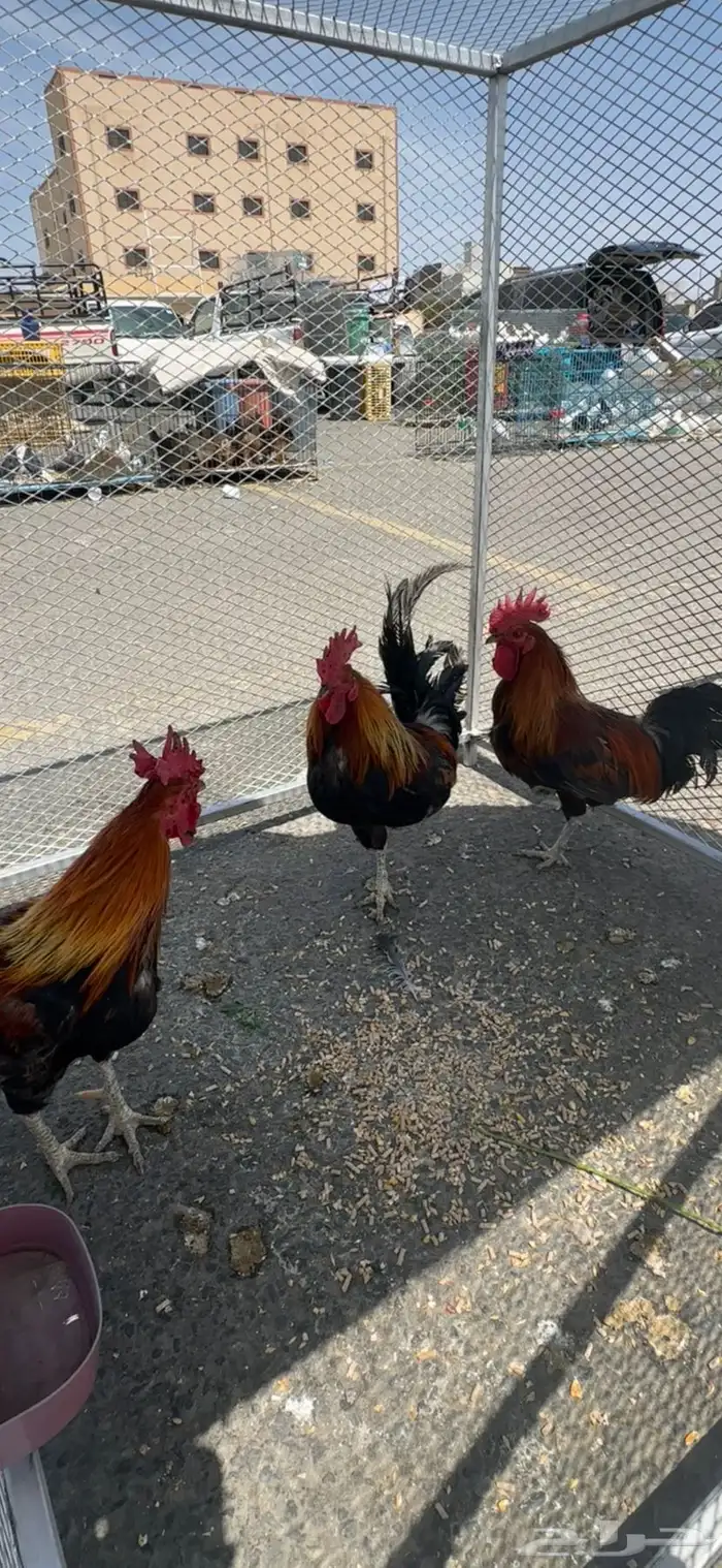 ديك عربي اصيل 5