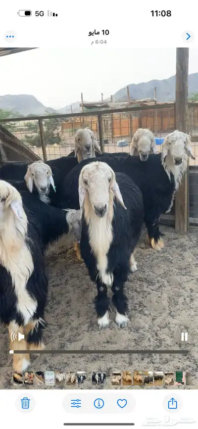 أضاحي نجديات جبر ناهي 3