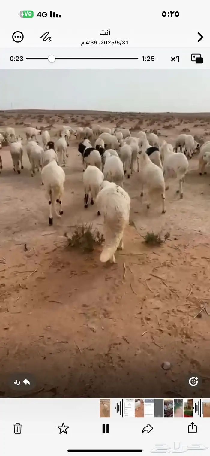 بهم سواكل فل الفل 0
