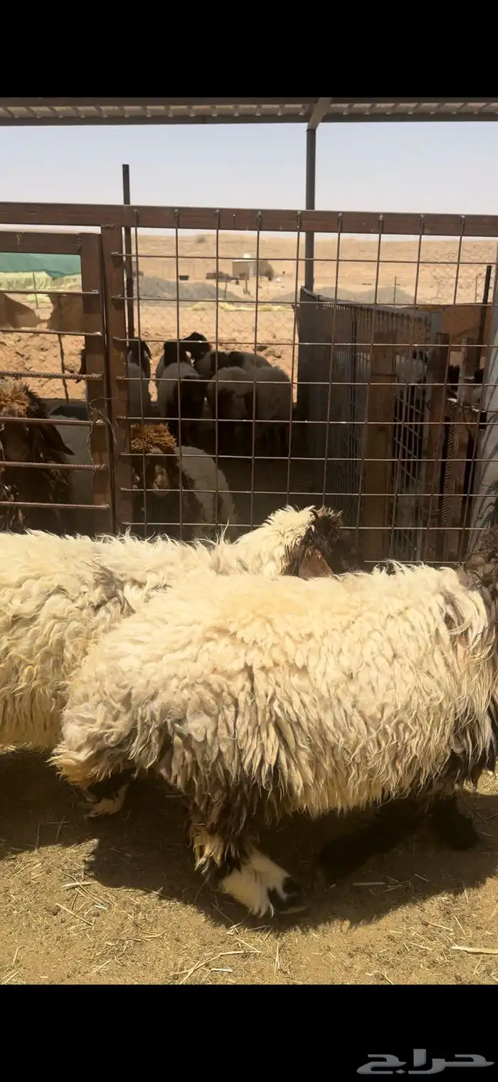 للبيع جذعان اضاحي نعيم وجذعات كفو بلدي شرط 1