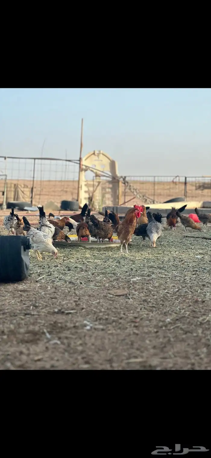 دجاج بلدي 7