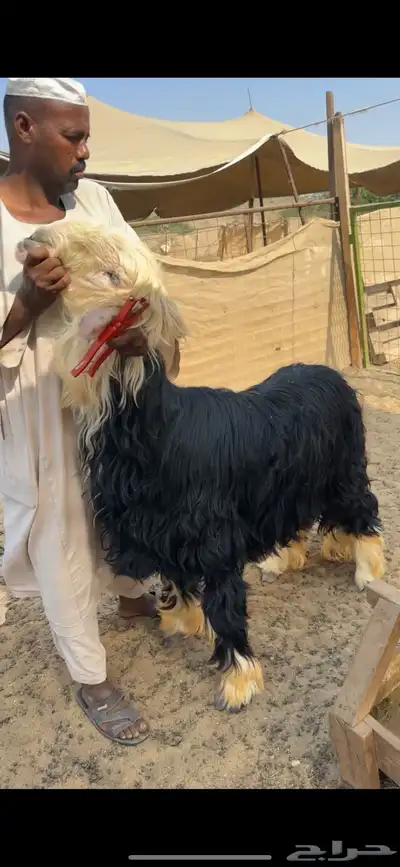 أضاحي نجديات جبر ناهي 0