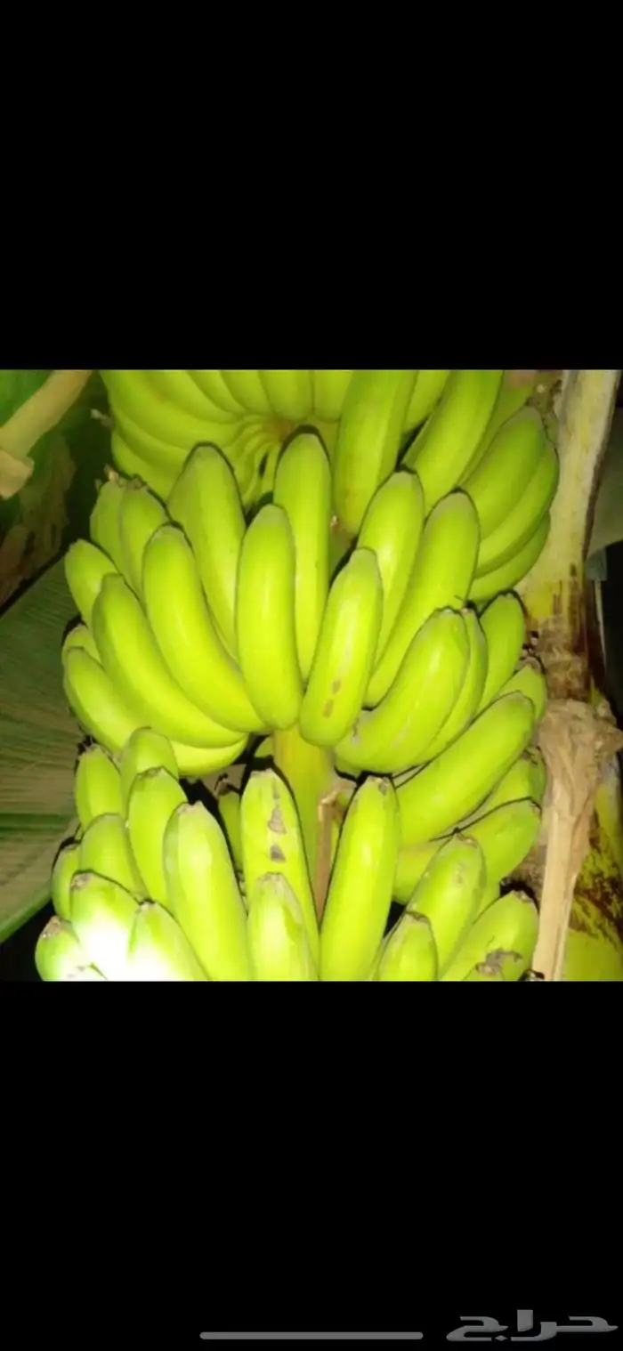يوجد لدينا موز امريكي وشتلات موز 1