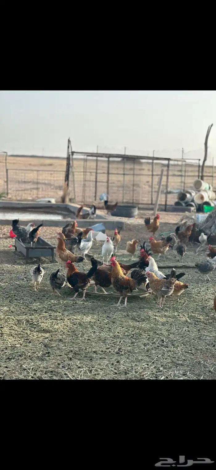 دجاج بلدي 0
