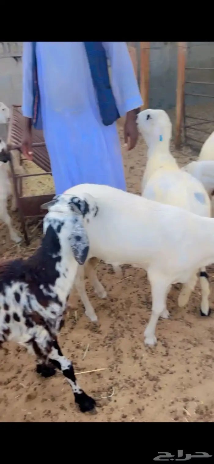 اضاحي نعيم بلدي سواكني مرابي حري 7