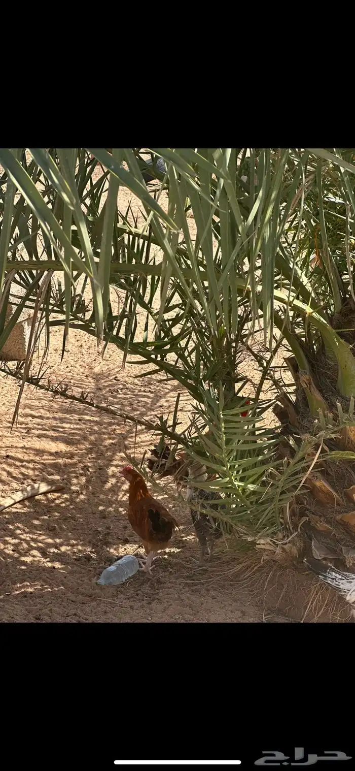 دجاج بلدي 3