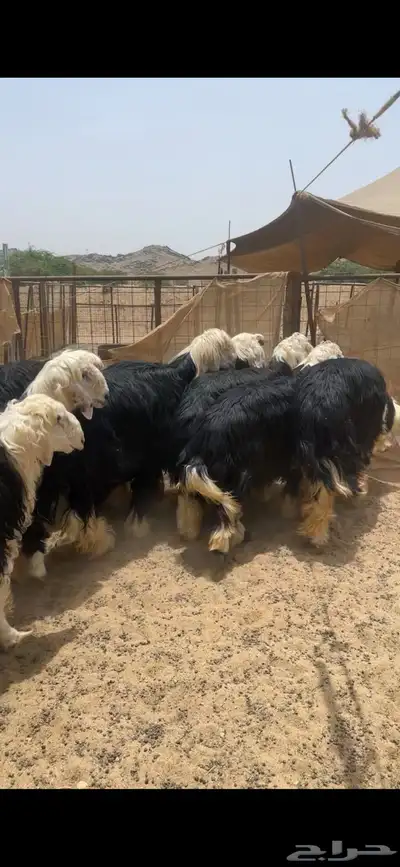 أضاحي نجديات جبر ناهي 1