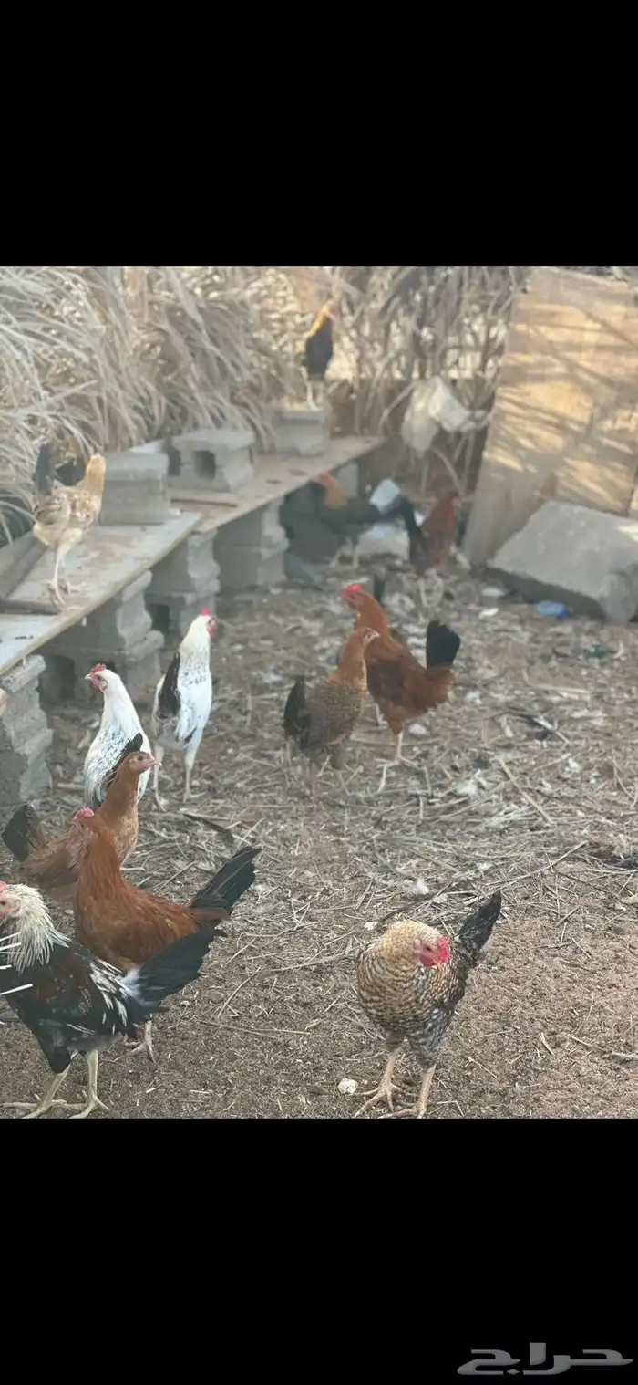دجاج بلدي 4