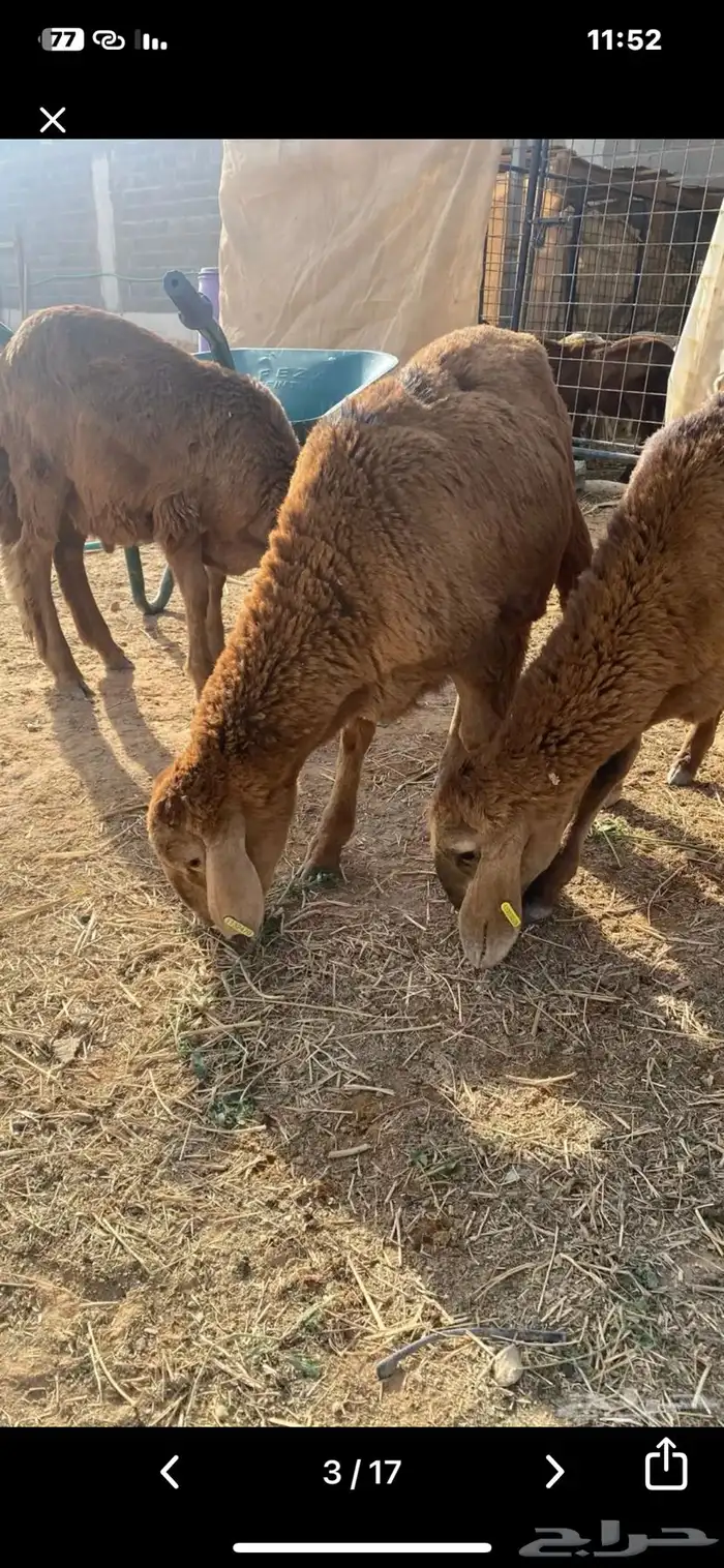 سواكن طيبة مرابي 1