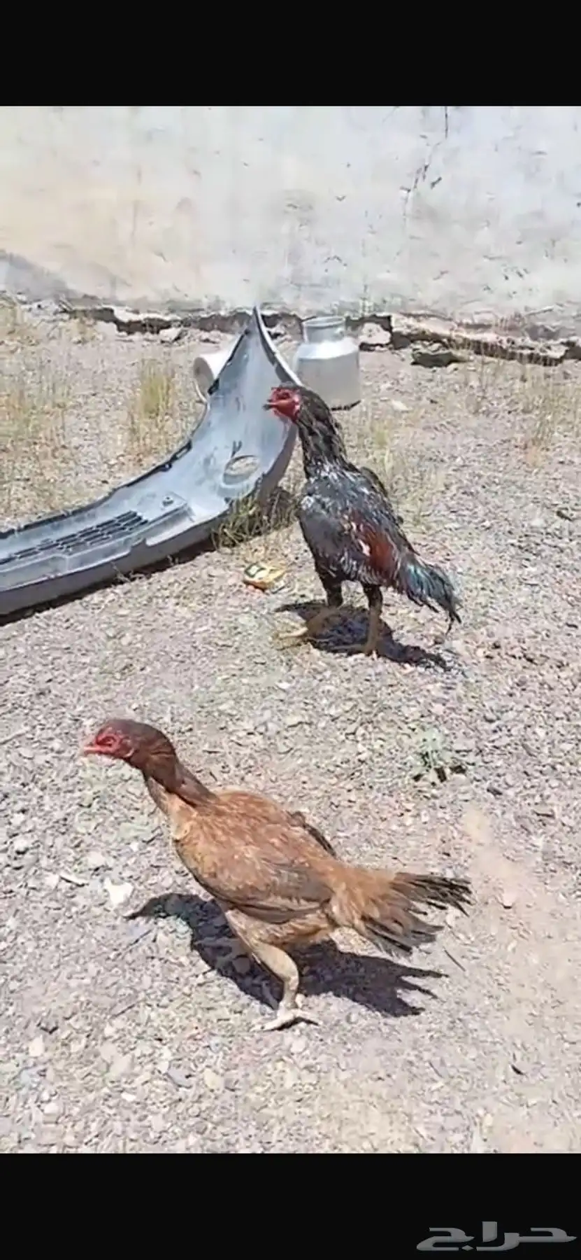 دجاج باكستان 1