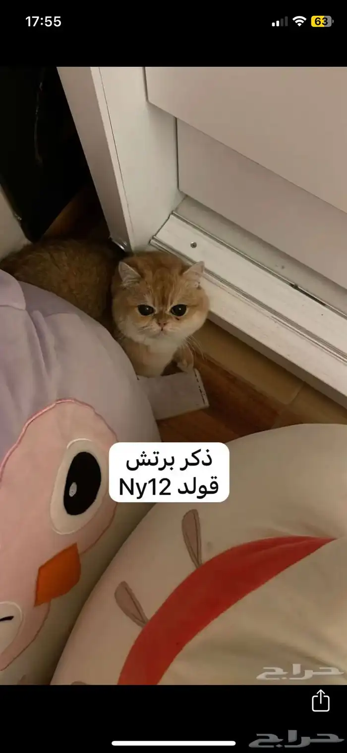 قط بريتش ذكر ny12 0