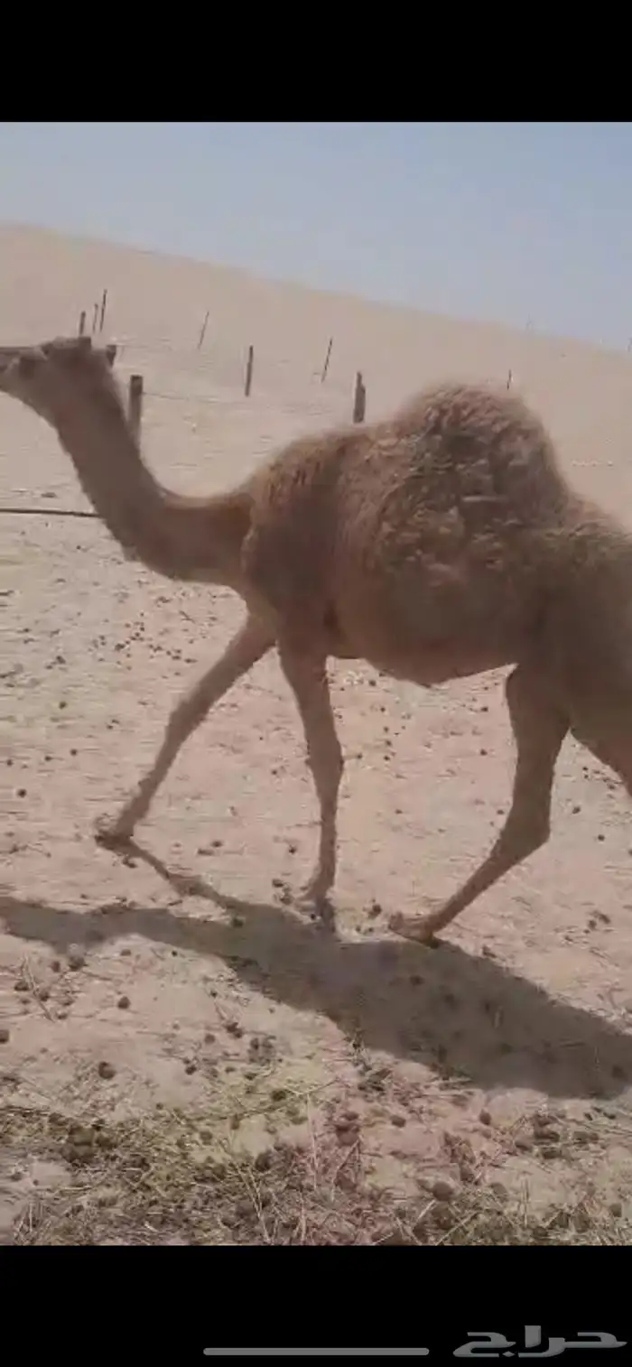 قعود عمره 8 شهور للبيع ابوه ارسال بعير ابن خليفة وامه مهجنة 0