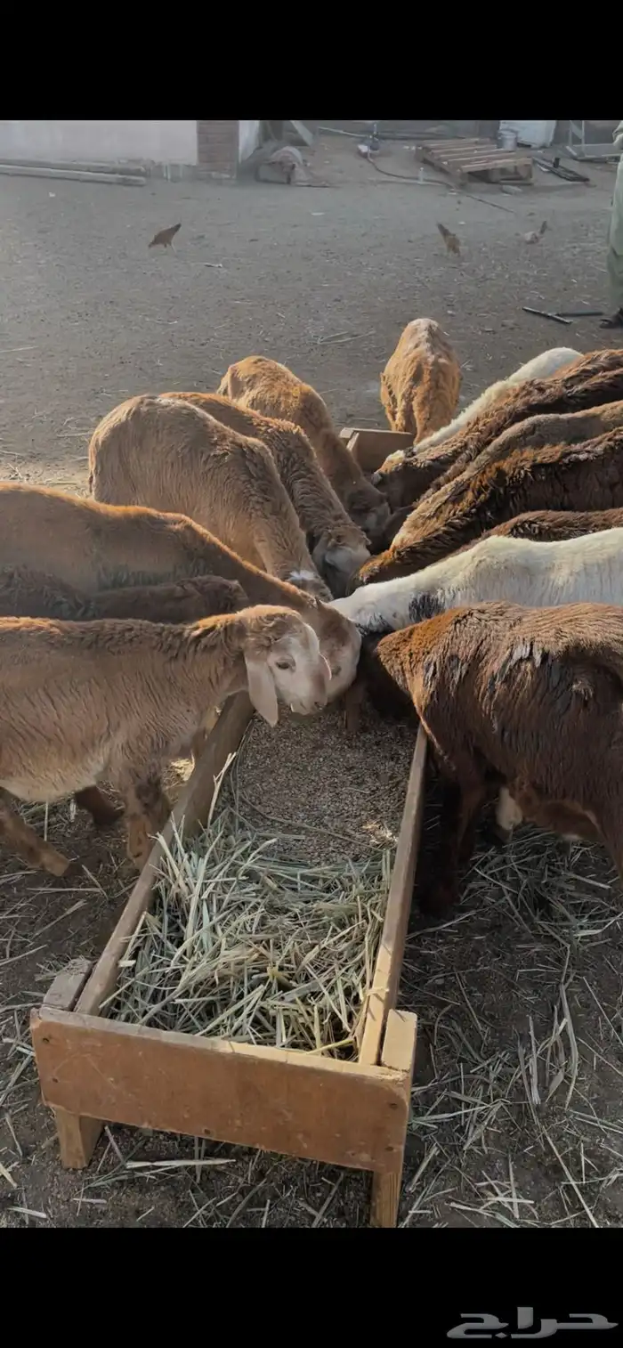حمري مرابي شهر 5