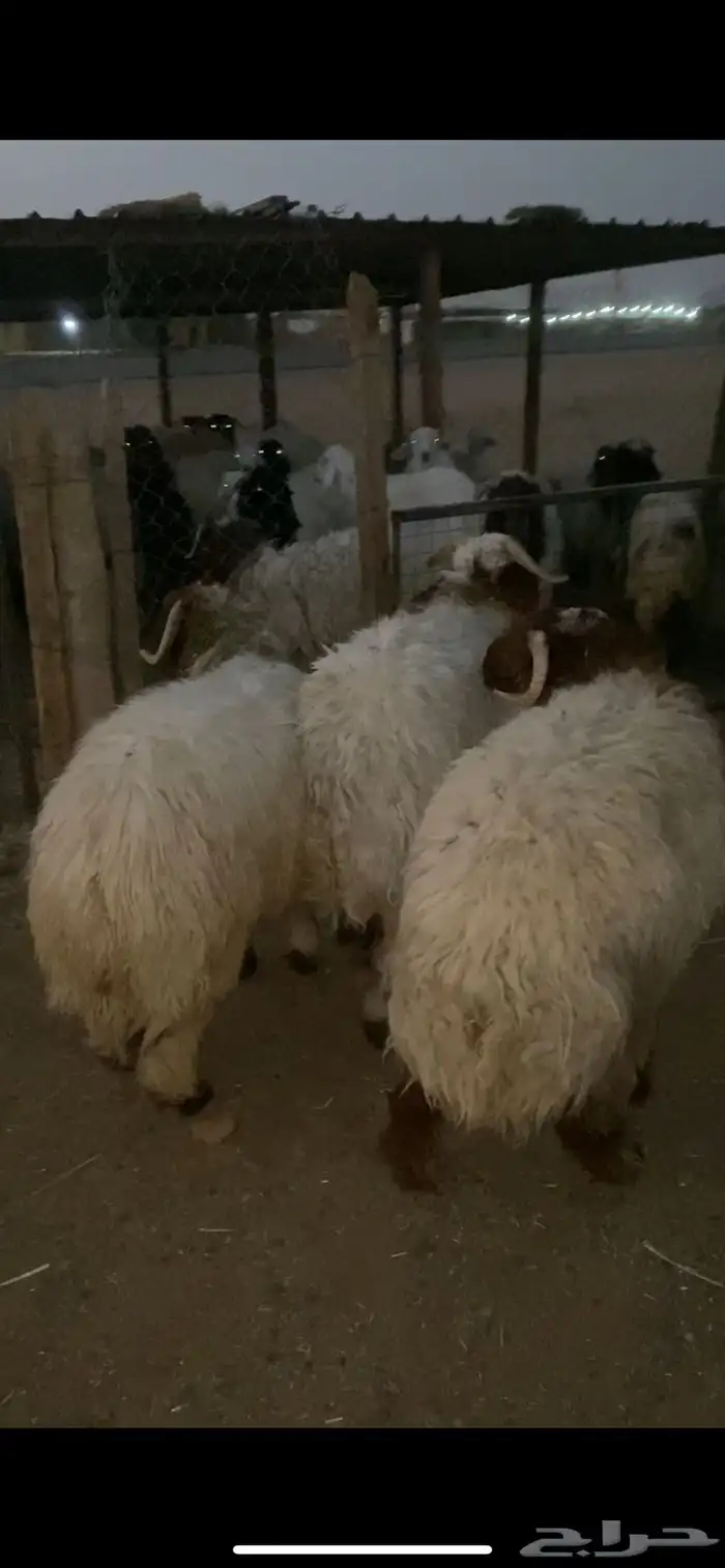 نعيم ضحيا وحريات كفو 0