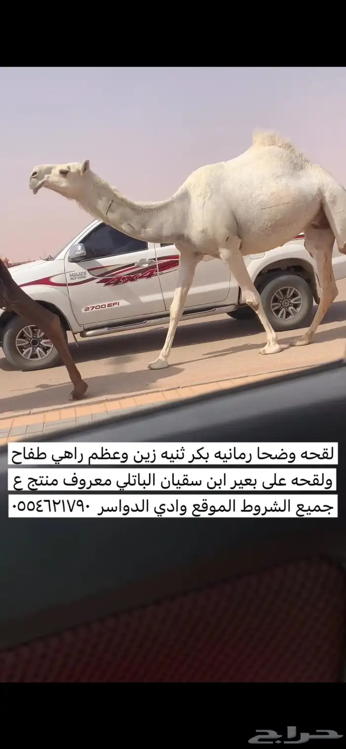 لقحه وضحا ثنيه على باتلي 055462179 0