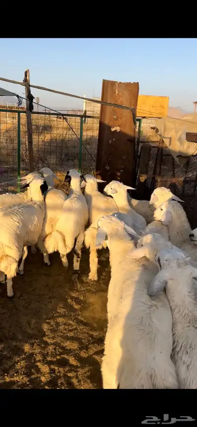 طليان ضحايا 0