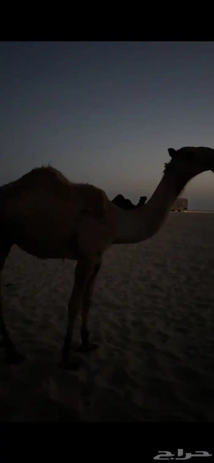الجبيل 3