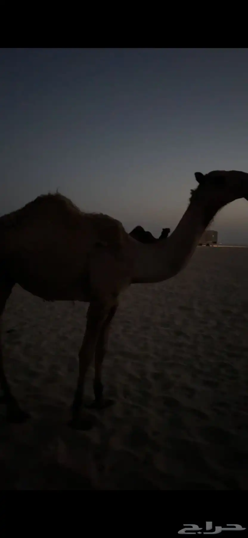 الجبيل 3