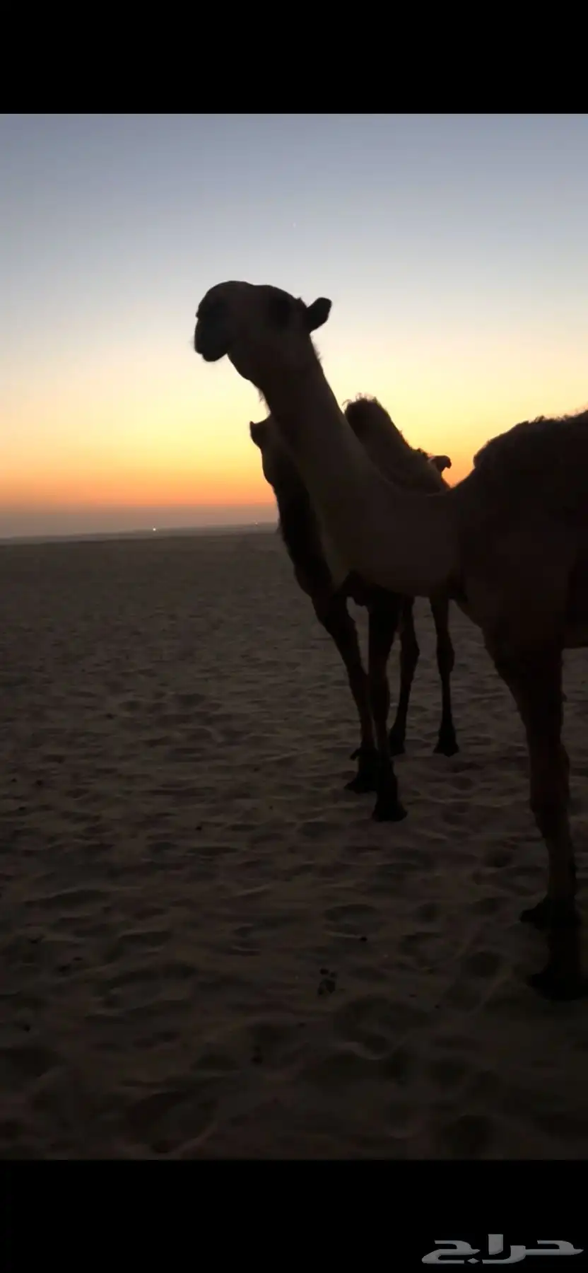 الجبيل 0