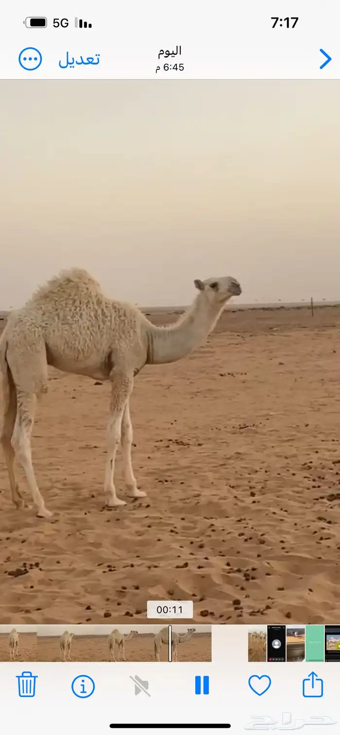 قعود جده الحاكم ومه باتليه 0