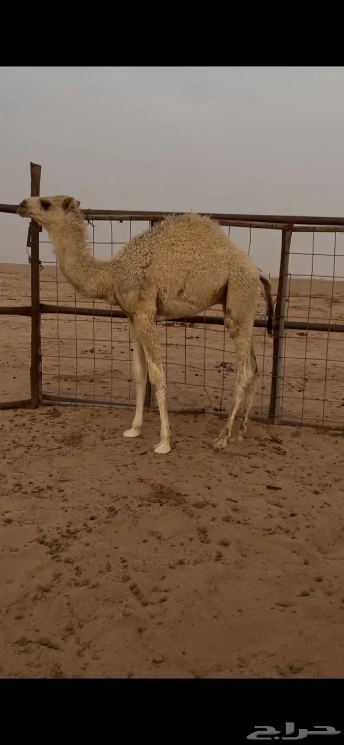 قعود لباني سليم شرط 1